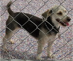 Small #2 Mutt