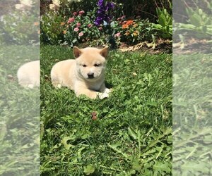 Shiba Inu Puppy for sale in SHILOH, OH, USA