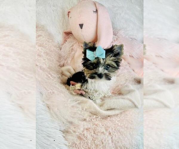 Medium Photo #2 Biewer Terrier Puppy For Sale in TAMPA, FL, USA