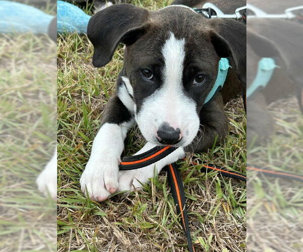 Medium Photo #3 Mutt Puppy For Sale in Tarrytown, GA, USA