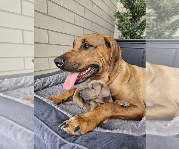 Medium Photo #5 Rhodesian Ridgeback Puppy For Sale in BUMPASS, VA, USA