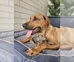 Small #4 Rhodesian Ridgeback