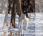 Small #10 German Shorthaired Pointer-Labradoodle Mix