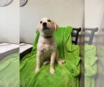 Small #2 Golden Retriever