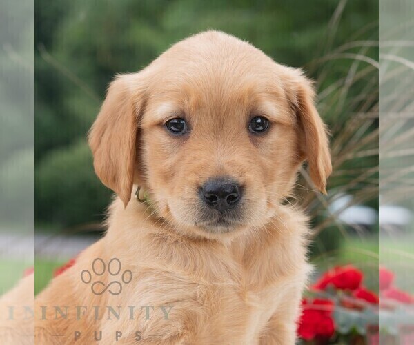 Medium Photo #2 Golden Retriever Puppy For Sale in NEWPORT, PA, USA