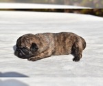 Small #4 Pug