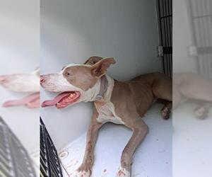 American Pit Bull Terrier-Unknown Mix Dogs for adoption in Houston, TX, USA