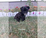Small #1 Shorkie Tzu