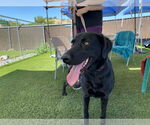 Small #3 Labrador Retriever Mix