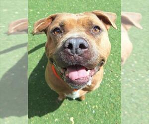 LUNA - Female Mutt Dog for Adoption - Photo #2