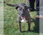 Small #3 American Staffordshire Terrier-Boxer Mix