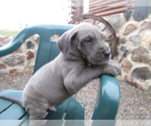 Great Dane Puppy for sale in THREE RIVERS, MI, USA