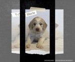 Puppy 5 Goldendoodle