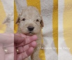 Small Photo #21 Bordoodle Puppy For Sale in COPPERAS COVE, TX, USA