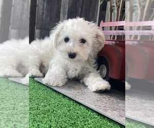Bichon Frise Puppy for sale in CANOGA, NY, USA