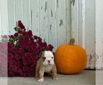 Small Photo #5 English Bulldog Puppy For Sale in NAPPANEE, IN, USA