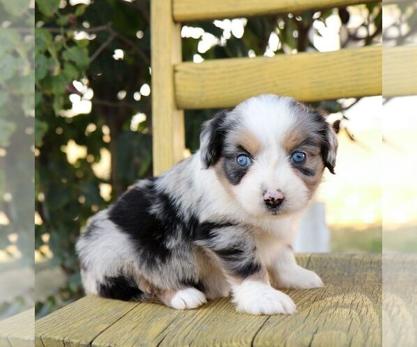 Medium Photo #3 Aussie-Poo Puppy For Sale in ARTHUR, IL, USA
