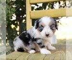Small #2 Aussie-Poo