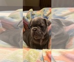 Puppy Puppy 4 red French Bulldog