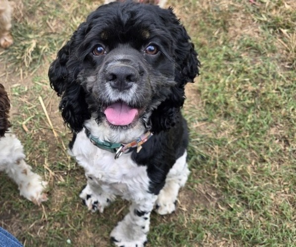 Medium Photo #1 Cocker Spaniel Puppy For Sale in TULSA, OK, USA