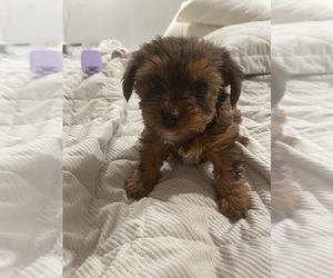 Yoranian Puppy for sale in JACKSONVILLE, AR, USA
