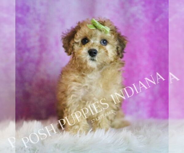 Medium Photo #4 Poodle (Toy) Puppy For Sale in WARSAW, IN, USA