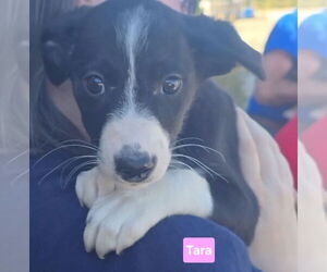 Beagle-Border Collie Mix Dogs for adoption in Alexander, AR, USA