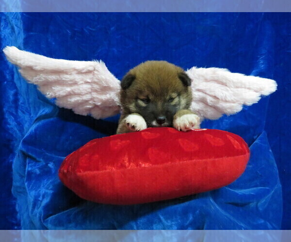 Medium Photo #3 Shiba Inu Puppy For Sale in NORWOOD, MO, USA