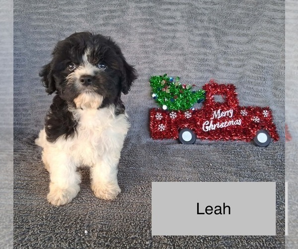 Medium Photo #1 Cavachon Puppy For Sale in MOUNT PLEASANT, MI, USA