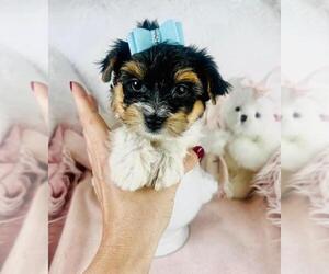 Medium Yorkshire Terrier