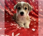 Puppy Tiggy Pembroke Welsh Corgi