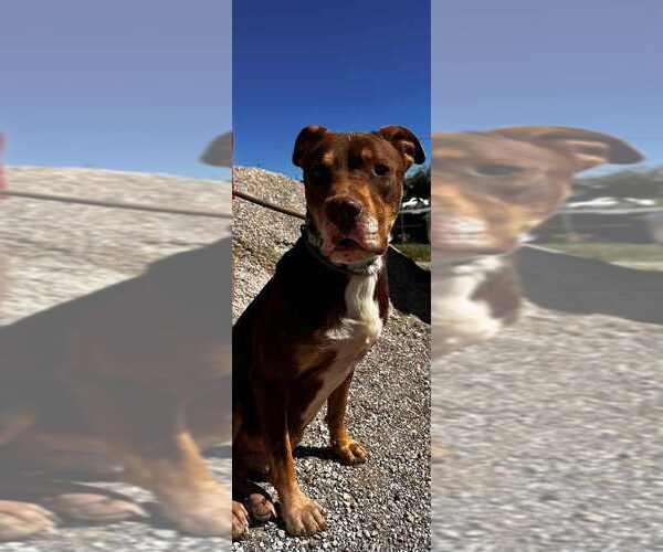 Medium Photo #8 Mutt Puppy For Sale in Evansville, IN, USA