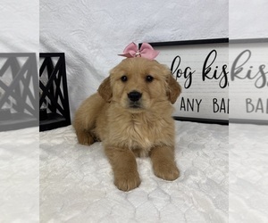 Golden Retriever Puppy for sale in GREENFIELD, IN, USA
