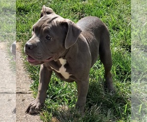 American Bully Puppy for Sale in PITTSBURGH, Pennsylvania USA