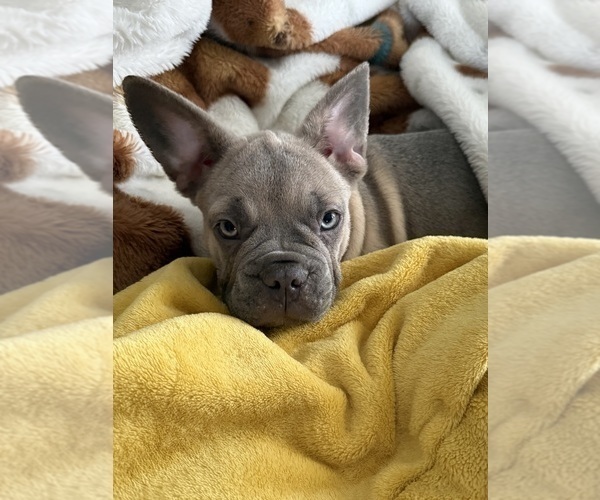 Medium Photo #6 French Bulldog Puppy For Sale in RIVERSIDE, NJ, USA
