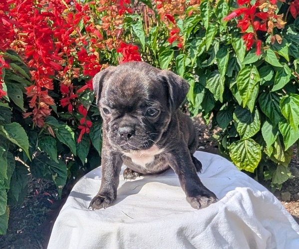 Medium Photo #58 Faux Frenchbo Bulldog Puppy For Sale in GOSHEN, IN, USA