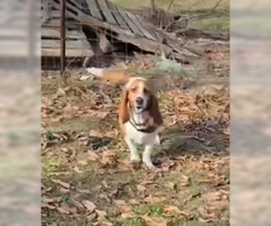 Basset Hound Dogs for adoption in Deepwater, NJ, USA
