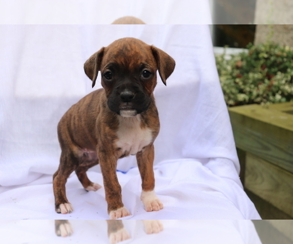 Medium Photo #4 Boxer Puppy For Sale in SHILOH, OH, USA