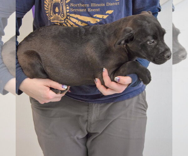 Medium Photo #2 American Staffordshire Terrier-Unknown Mix Puppy For Sale in Huntley, IL, USA