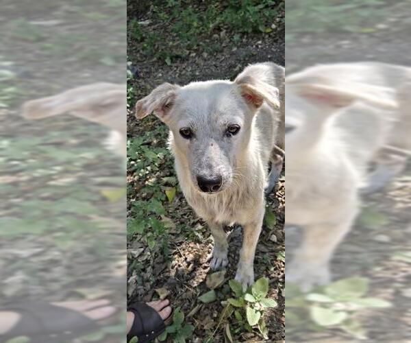 Medium Photo #1 Mutt Puppy For Sale in San Antonio, TX, USA