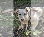 Small Mutt