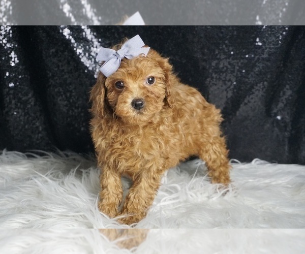 Medium Photo #3 Poodle (Toy) Puppy For Sale in WARSAW, IN, USA