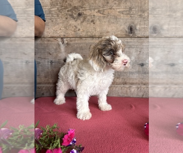 Medium Photo #3 Bernedoodle (Miniature) Puppy For Sale in VERMONTVILLE, MI, USA