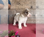 Small #2 Bernedoodle (Miniature)