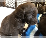 Small Photo #19 Labradoodle Puppy For Sale in MIFFLINBURG, PA, USA