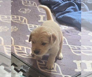 Medium Golden Retriever