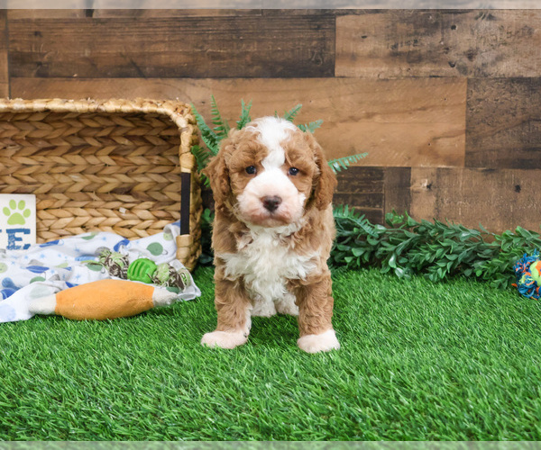 Medium Photo #3 Goldendoodle mix (+ Poodle Miniature) Puppy For Sale in SYRACUSE, IN, USA