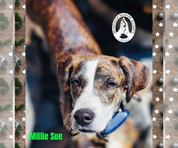 Medium Photo #1 Mountain Cur-Unknown Mix Puppy For Sale in Red Lodge, MT, USA