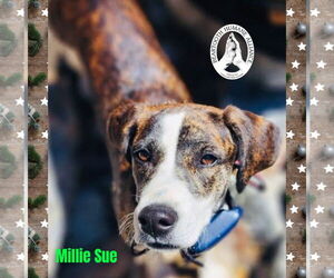 Mountain Cur-Unknown Mix Dogs for adoption in Red Lodge, MT, USA