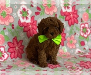 Poodle (Toy) Puppy for sale in LANCASTER, PA, USA